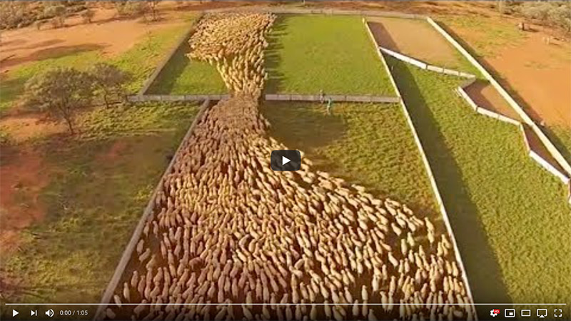 Sheep herding from above - video